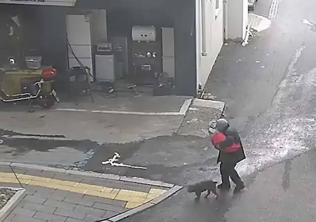 90岁老奶奶走失，结果发现家中贵宾犬紧跟7小时，从白天陪到黑夜！