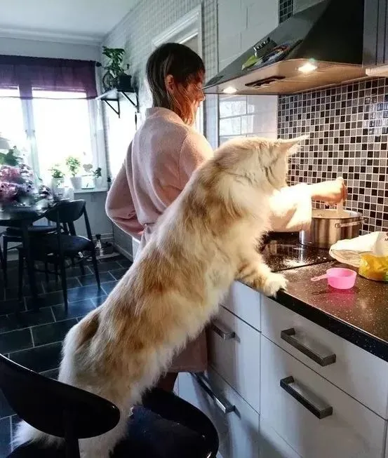 猫品｜温柔的巨人缅因猫，喵界的泰坦，气场十足