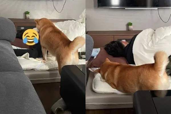 柴柴想要暗算铲屎官，失败后的表情太好笑了……