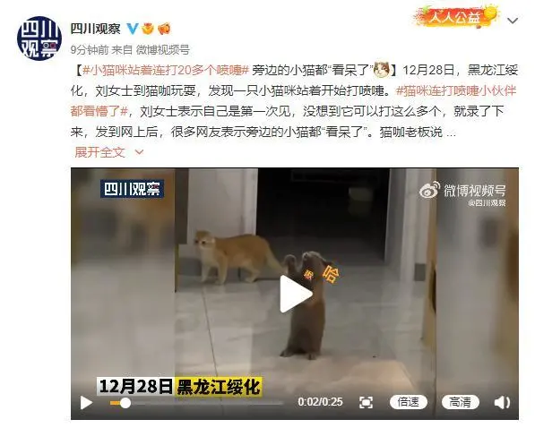 小猫咪站着连打20多个喷嚏 旁边的小猫都“看呆了”