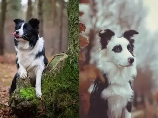 边牧专栏丨训练边境牧羊犬的难点