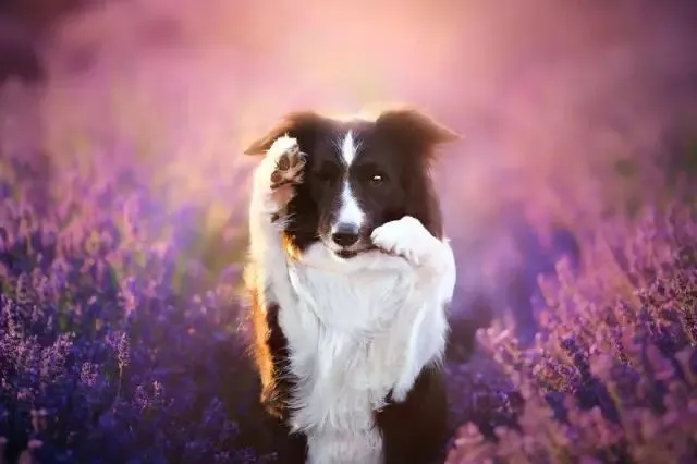 边牧专栏丨训练边境牧羊犬的手势与口令