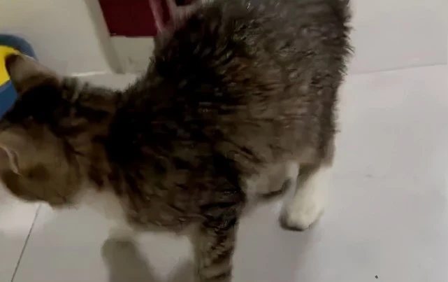 隔离20多天放猫狗单独在家，回家推门一看后，血压顿时就升高了