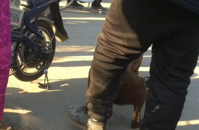 前拉后踢，狗狗被拽上狗肉车，大哥：不仅霍霍鸡鸭鹅，咬伤人都赔了一万多