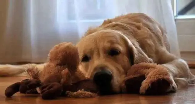 姐姐要出门，恶霸犬眼泛泪光抱住她的腿：“不要走～”
