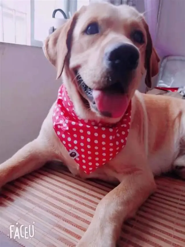 广西独居女子洗澡后煤气中毒晕倒，幸被爱犬舔醒后脱险