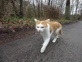 猫砂中的绝绝子——麦都小蓝砂猫砂，你还没用过吗？