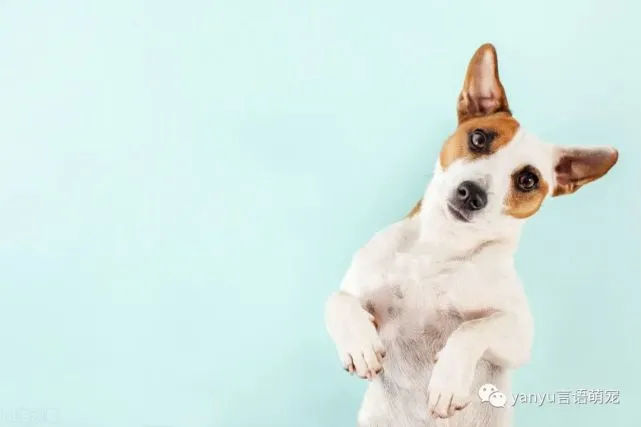 宠物托运回家｜带宠物出行需要注意点什么——火车托运！