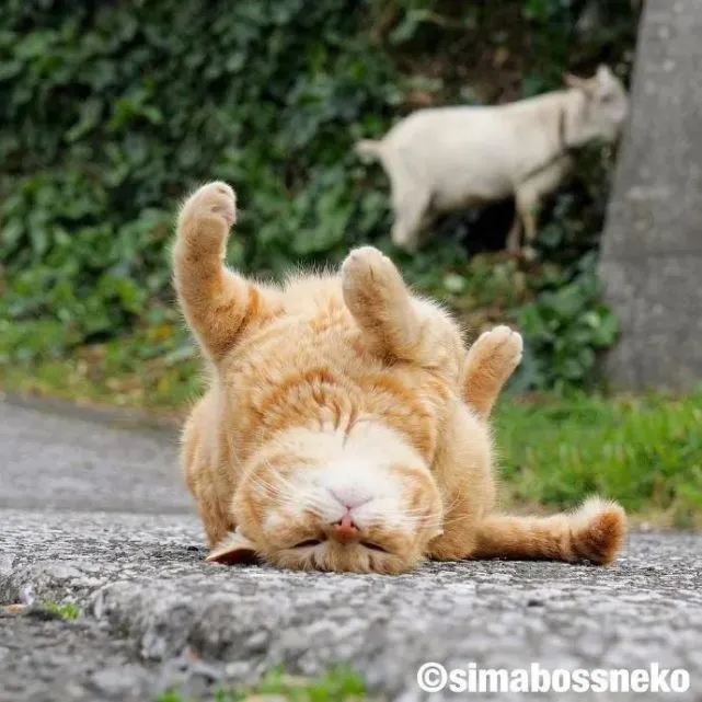 猫猫享受躺平？看完感觉整个人都很开心！