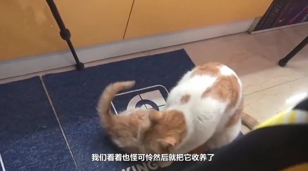流浪猫叼幼崽求店主“收养”，每天过来看望，感动了半条街的市民