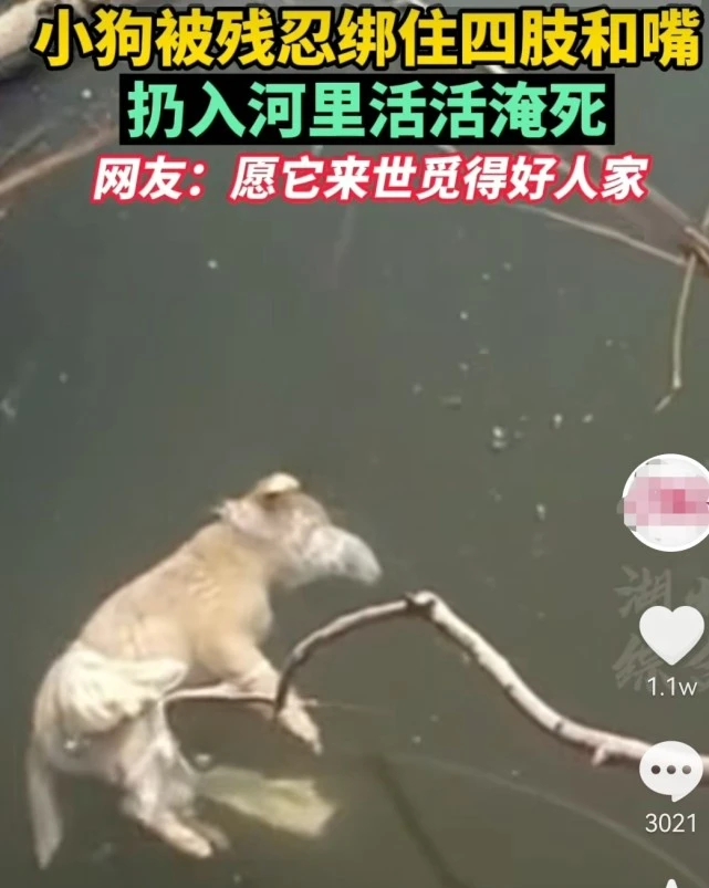 浙江一小狗被捆住四肢及嘴巴，扔入河里活活淹死：不爱请别伤害它