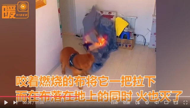 养条狗、能救命！广西女子洗热水澡后中毒，爱犬连舔带刨救醒了她