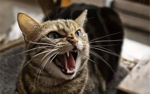 猫最怕什么？为什么？