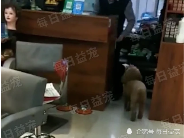 泰迪帮主人收钱，请求表扬的样子太搞笑：快给我加鸡腿！