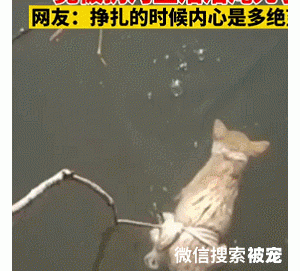 河面上漂着1条狗，用棍子翻开后眼眶湿了：当时应该很绝望吧？