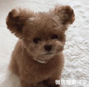 网友养了一只刚毛猎狐犬，没想到这货长大后……耳朵也太特别了！