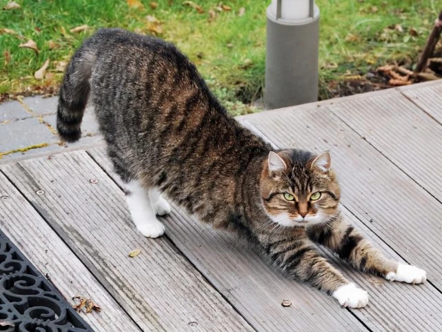 猫咪“伸懒腰”其实有这几种意思，现在知道还不迟