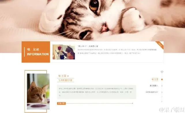 影帝张译原来爱猫如命！救上千只猫，演戏都是跟猫学的！