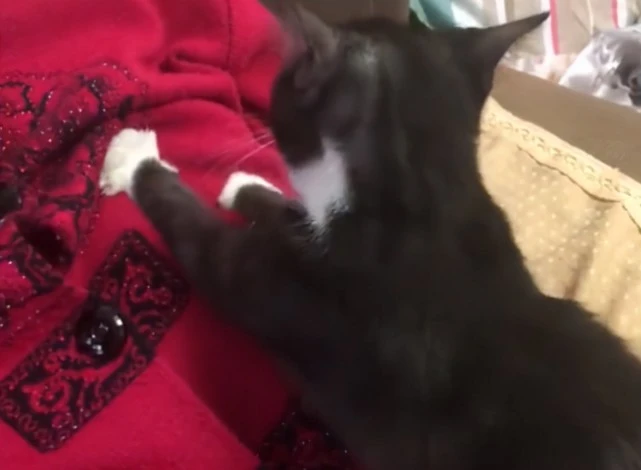 辽宁一婆婆把猫咪培养成御用按摩师，有需求它第一个上，家人羡慕