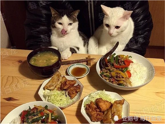 为防喵星人偷吃，铲屎官想到一个妙招，从此猫咪再也不敢上桌了