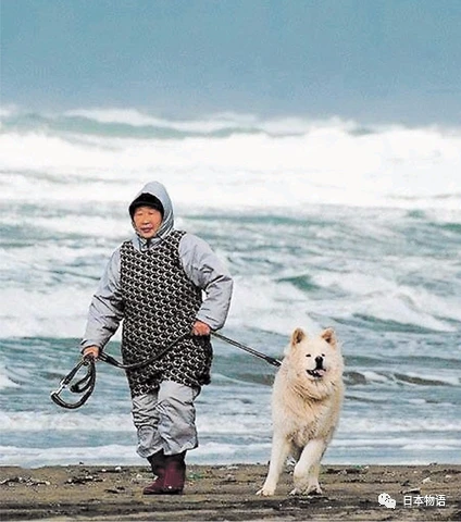 从弃犬一跃成为青森狗明星，丑萌的秋田犬Wasao与主人的感人经历……