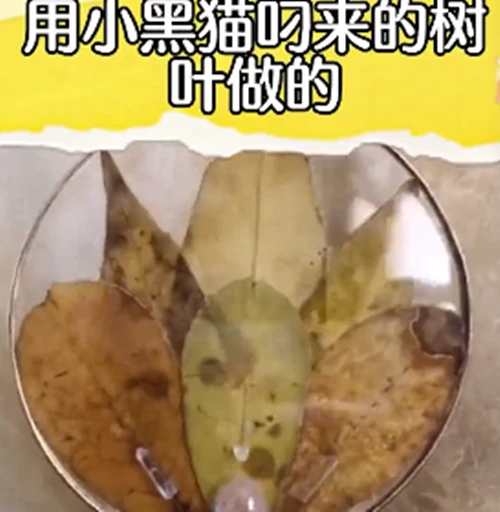 女子每天都会收到猫咪叼来的树叶，明白原因后：你也太暖心了吧
