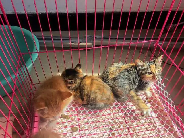 千万不要轻易收养“流浪猫”