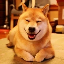 这几种狗狗特别没心眼，养了容易丢