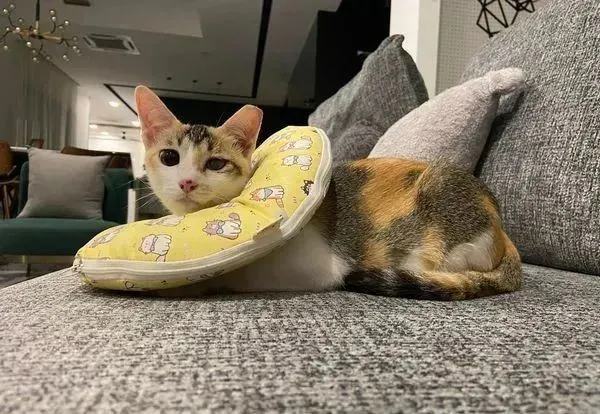 流浪小橘猫流脓脸黑掉，4个月康复“眨眼放电”