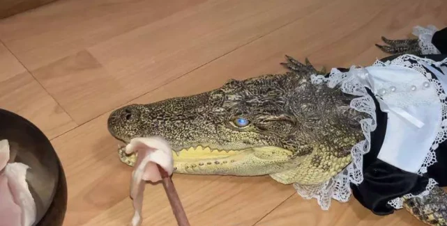 猫狗已无法满足年轻人：蟑螂、蜥蜴、鳄鱼，“异宠”来了