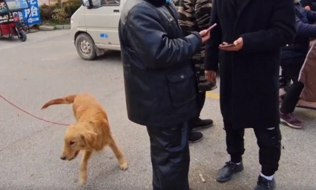 狗市里兴奋度极高的金毛，被狗贩抬上秤后，幸运被人以470元的价格救下