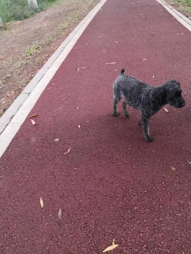 老人与狗的故事（小小说）