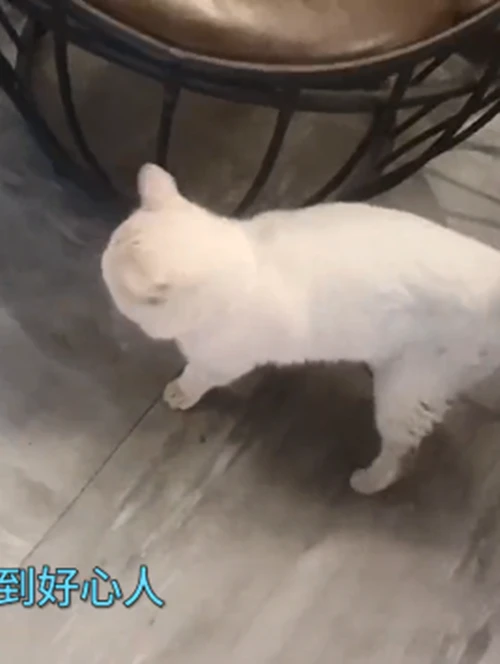 流浪猫在室外冻怕了，被救助后把头藏起来睡觉：外面是有多冷啊？