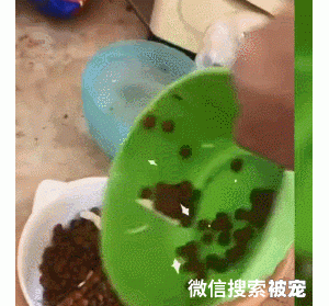 赠流浪猫新碗当新年礼物，30分钟后收到“回礼”：你也太客气了吧