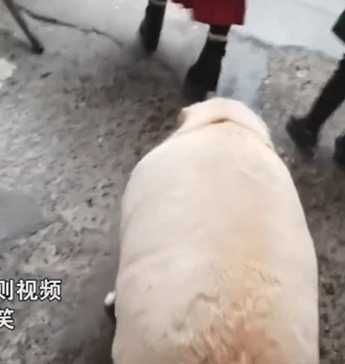 远看前面有人在遛宠物，凑近看清后语塞了：这是喂猪饲料长大的？