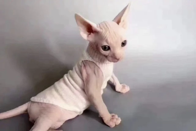 这些猫，“弃养率”最高，太让人心疼了