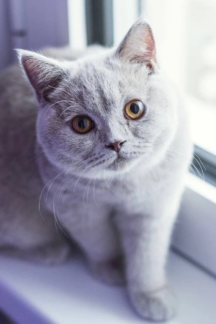 听说养了猫星人，家里会很臭？