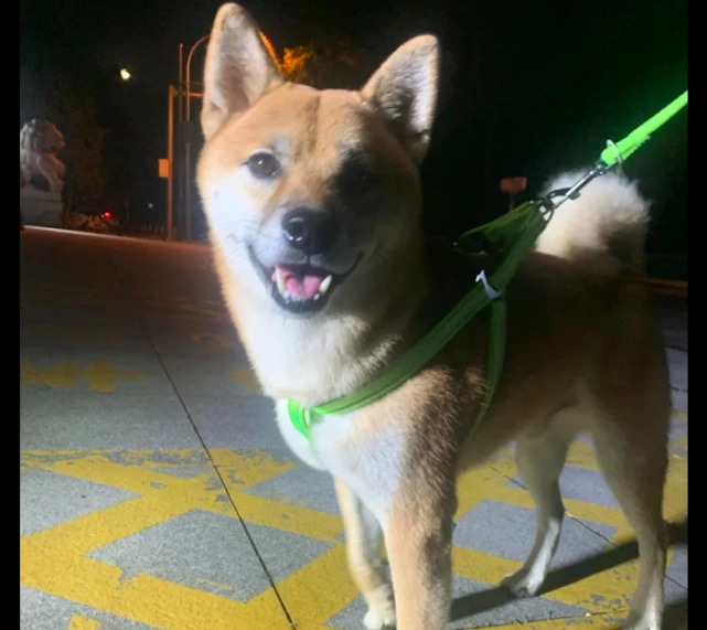 柴犬走丢5天没人来找，打电话给主人他还被蒙在鼓里：我的狗在家