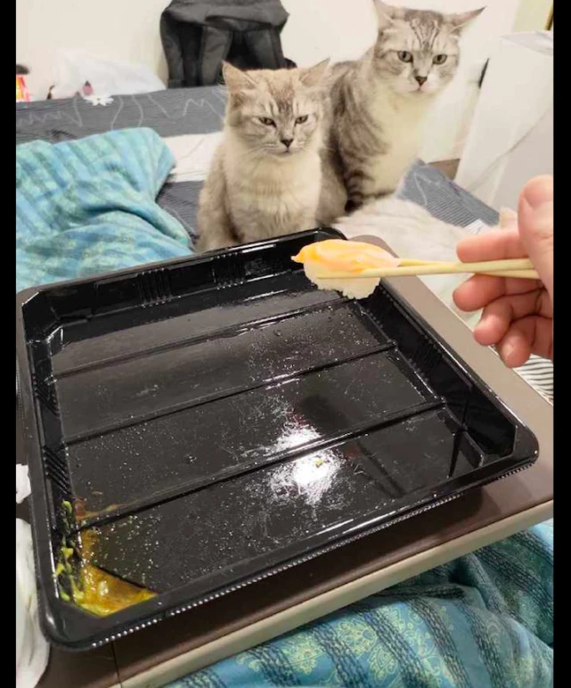 网友吃了一大盘寿司，猫咪从头看到尾眼神都变了：良心不会痛吗？