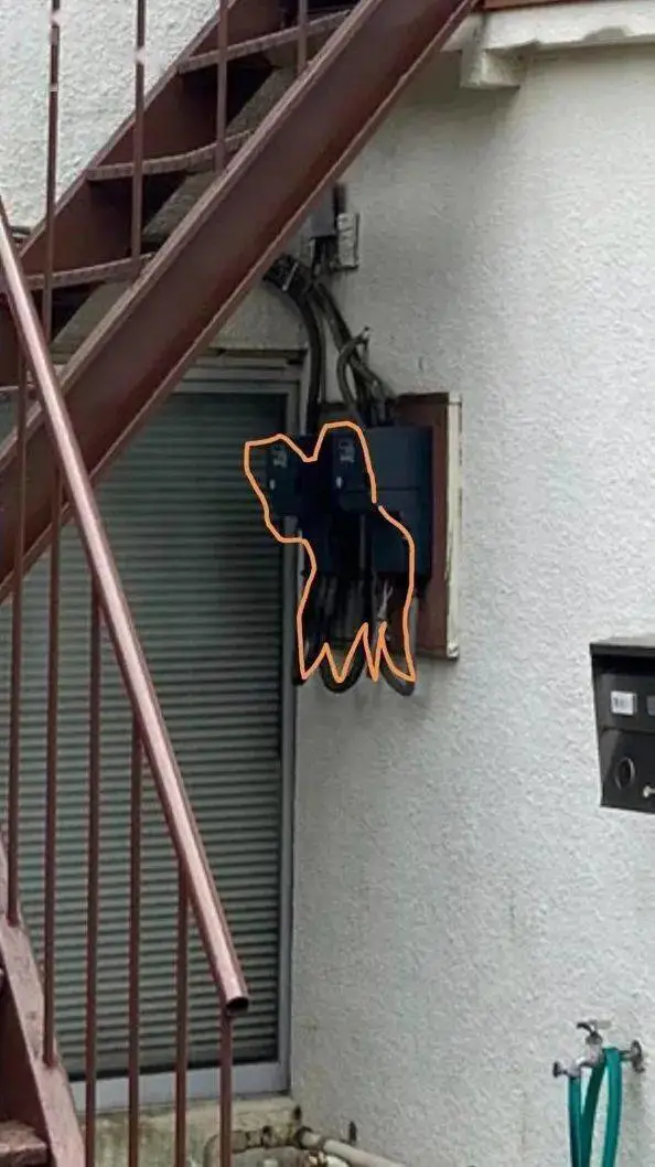 逼疯全网的找猫图，你能找出隐身在图里的喵喵吗？