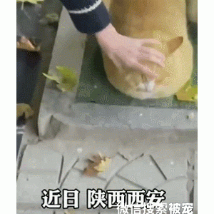学校树底下窝着一只橘猫，凑近后被可爱到了：伙食这么好的吗？