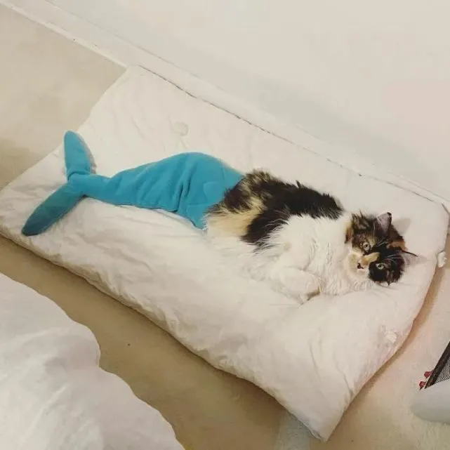 猫趣｜脖子中枪的流浪猫，半身截瘫，在遇到她之后，却活成了美人鱼