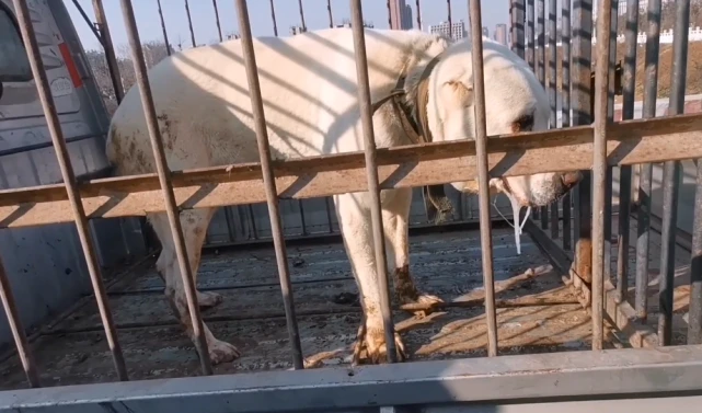 重病中亚牧羊犬现身狗市，狗贩买下后又反悔，狗主怒道：走！拉回家杀了！