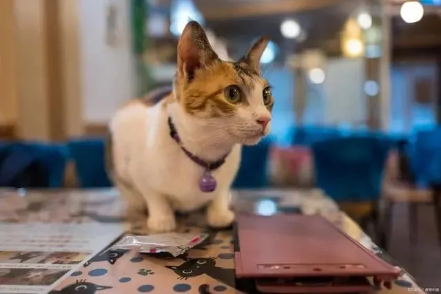 猫咪主人洗澡的时候，猫咪为什么喜欢看呢，最后真相了