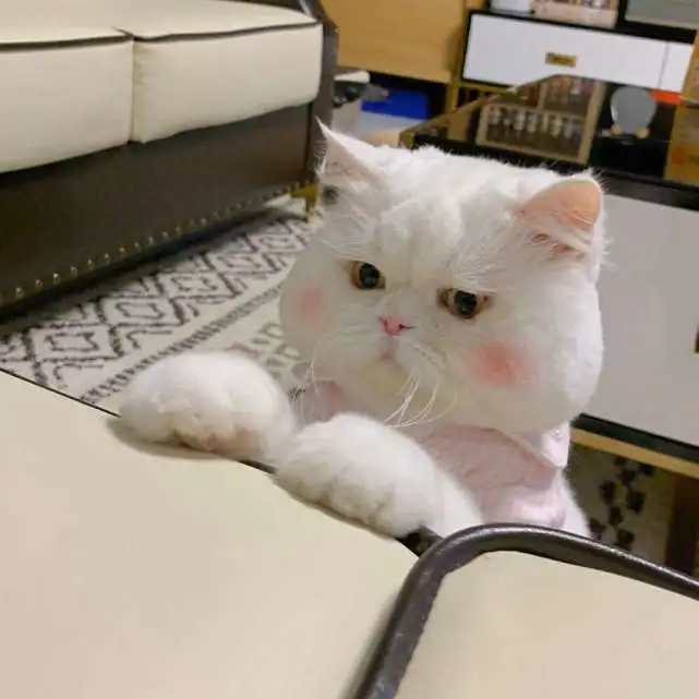 养猫后，你有过丢猫或者将猫送人的打算吗？