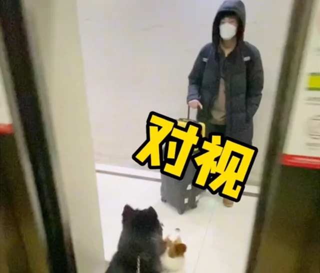 北京：狗子和男主人三个月没见，冲出大门那一刻主人瞬间心都碎了