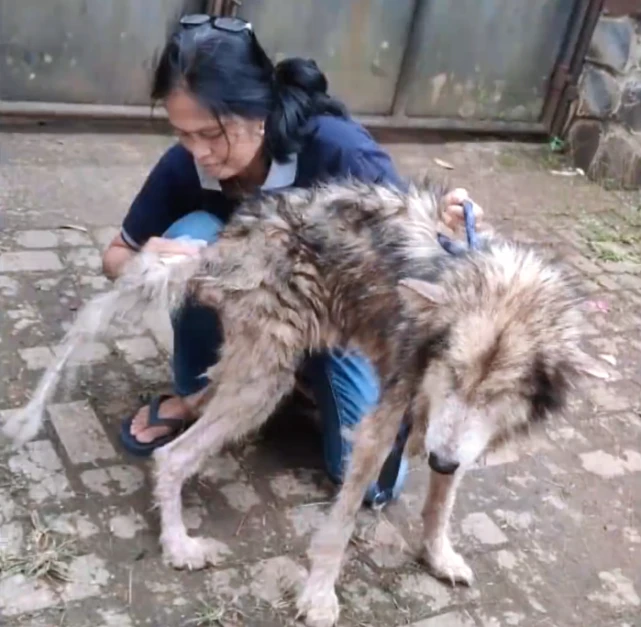 哈士奇从小被关在笼中，狗主人有钱却不待见它，理由都在意料之中