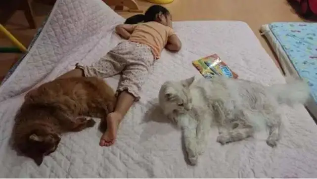 “千万不要让猫咪上床睡觉”