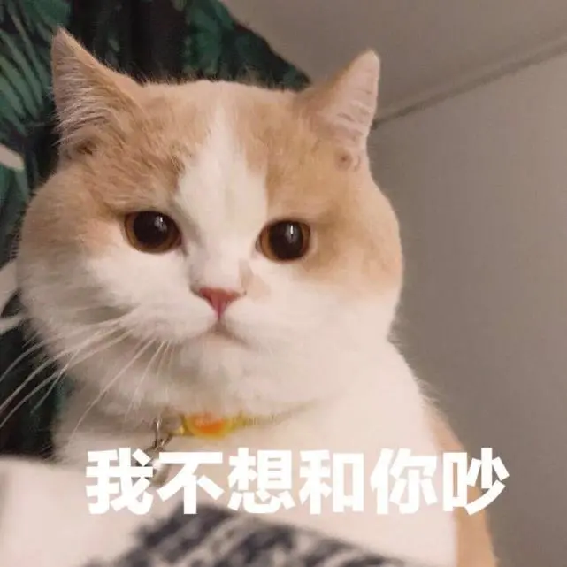 若一只猫有这6种表现，说明“恨你入骨”了，别不知道