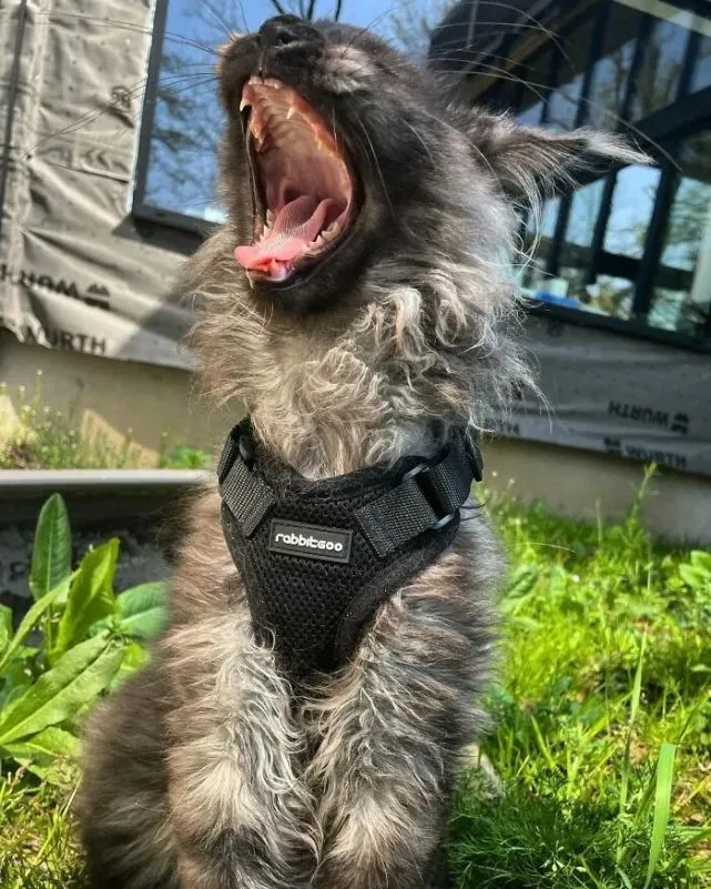 猫趣｜这只长相猴里猴气的缅因猫，看上去就像是一只披着羊皮的黑豹